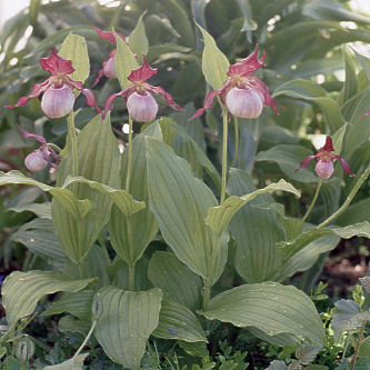 Garten Orch Ideen Winterharte Frauenschuh Orchideen